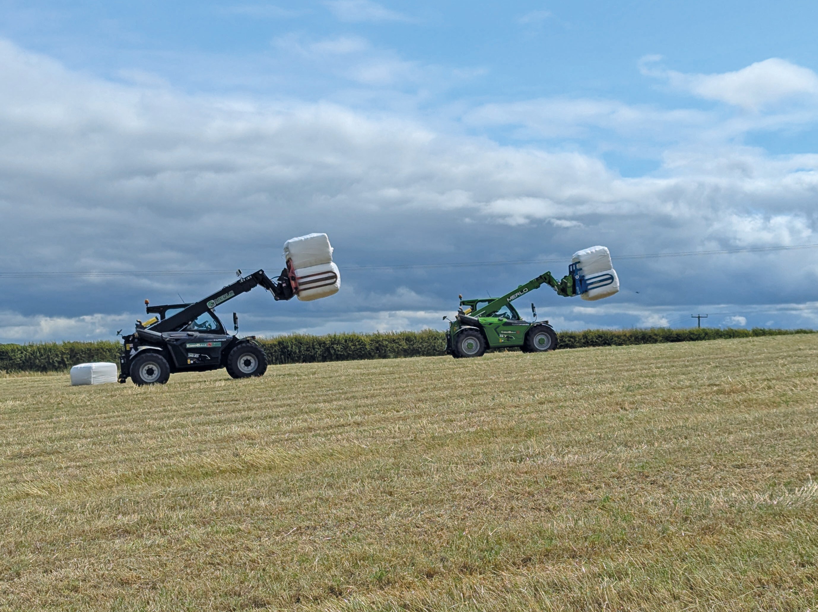 2 Merlos in field